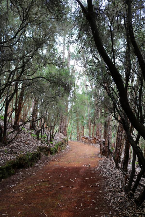 Casa Rural En Medio Del Bosque, El Lance Firgas Exteriér fotografie
